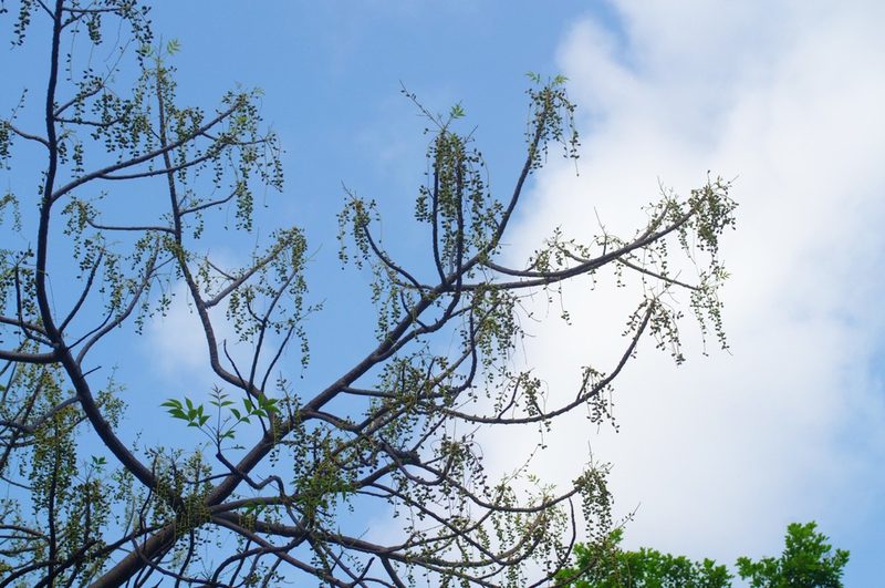 Garuga floribunda, photographed by Rohit