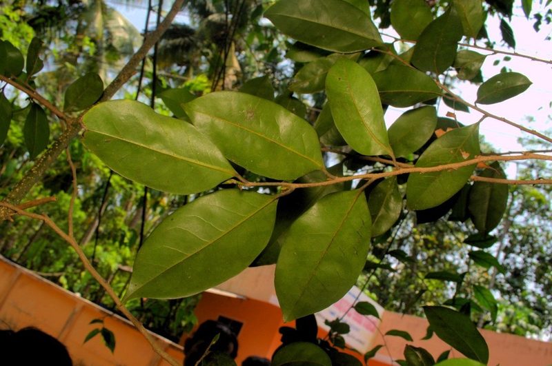 Huberantha korinti, photographed by Rohit