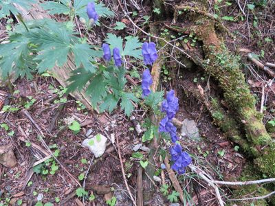 Aconitum senanense, photographed by Marco Mussita