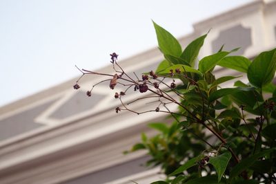 Nyctanthes arbor-tristis, photographed by Rohit