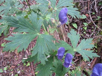 Aconitum senanense, photographed by Marco Mussita