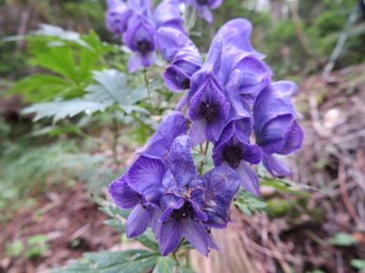 Aconitum senanense, photographed by Marco Mussita