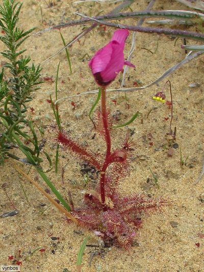 Drosera variegata, photographed by Chris Vynbos