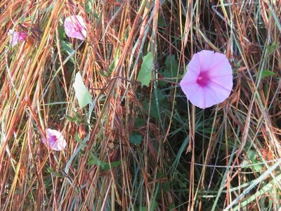 Ipomoea papilio, photographed by Simon Tonge