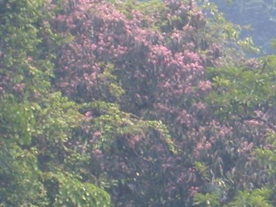 Damburneya leucocome, photographed by Neptalí Ramírez Marcial