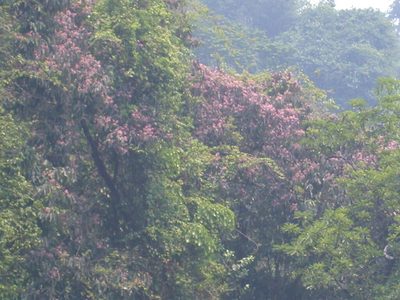 Damburneya leucocome, photographed by Neptalí Ramírez Marcial