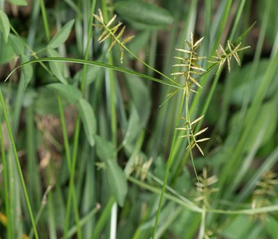 Cyperus thyrsiflorus, photographed by Jesse Rorabaugh