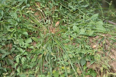 Cyperus thyrsiflorus, photographed by Jesse Rorabaugh
