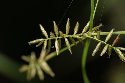 Cyperus thyrsiflorus, photographed by Jesse Rorabaugh