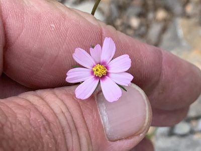 Cosmos parviflorus, photographed by CK2AZ