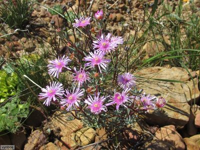 Ruschiella lunulata, photographed by Chris Vynbos