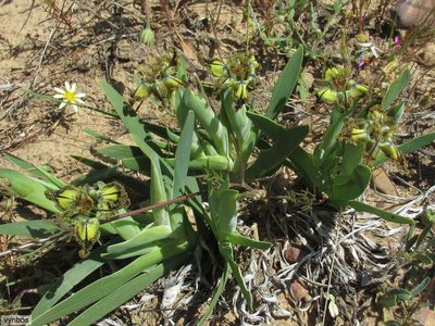 Ferraria variabilis, photographed by Chris Vynbos