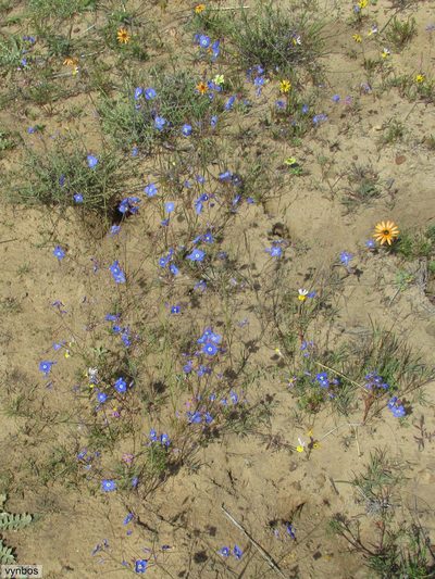 Heliophila arenosa, photographed by Chris Vynbos