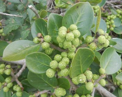 Ficus burtt-davyi, photographed by Henry de Lange