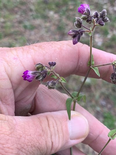 Mirabilis melanotricha, photographed by CK2AZ