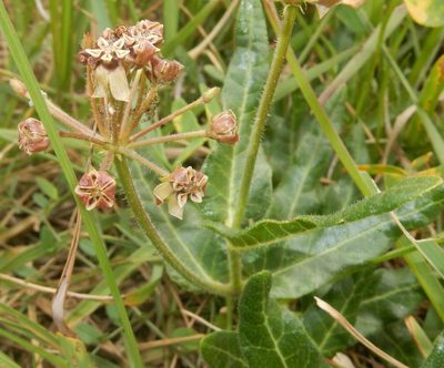 Asclepias crispa, photographed by Henry de Lange