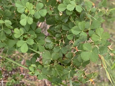 Rosa stellata, photographed by CK2AZ