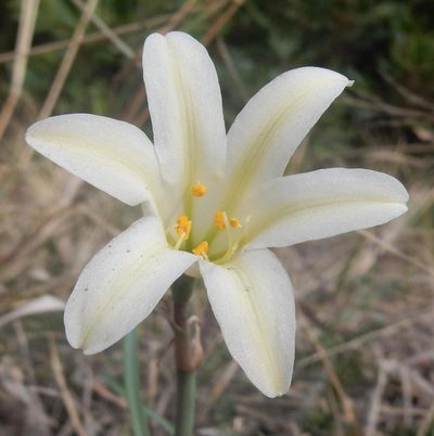 Cyrtanthus loddigesianus, photographed by Henry de Lange