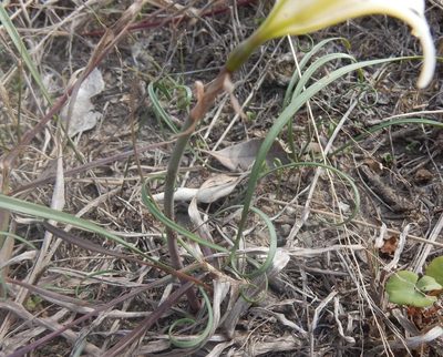 Cyrtanthus loddigesianus, photographed by Henry de Lange