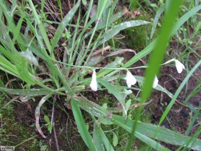 Hesperantha bachmannii, photographed by Chris Vynbos