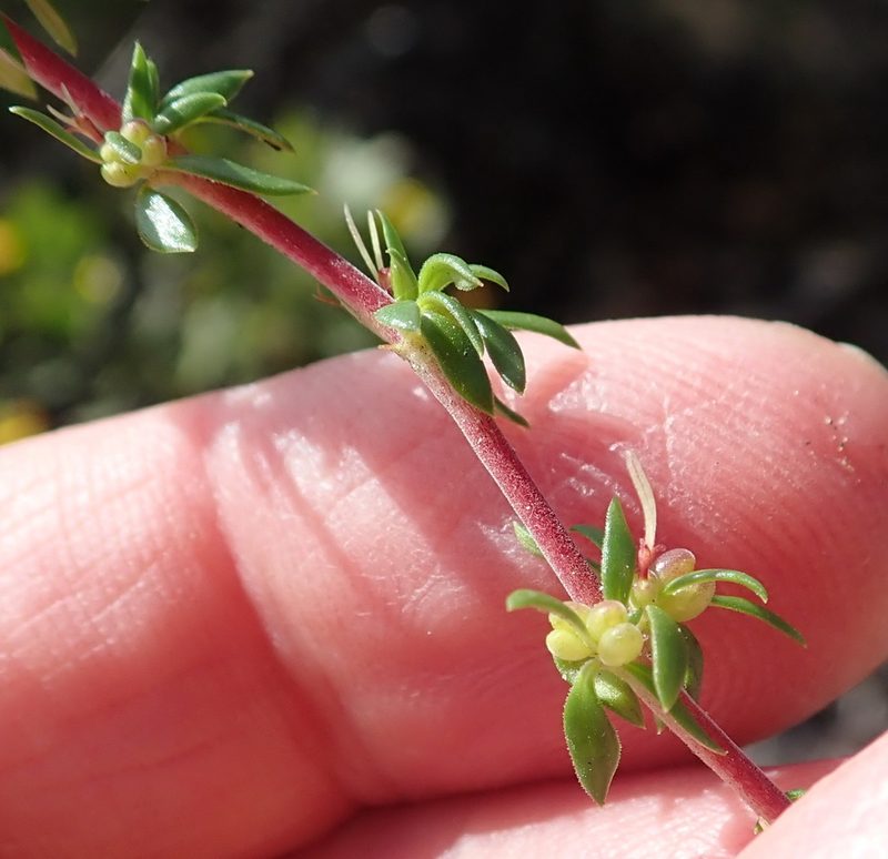 Anthospermum prostratum, photographed by Nicola van Berkel