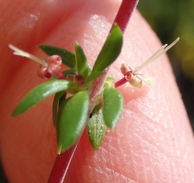 Anthospermum prostratum, photographed by Nicola van Berkel