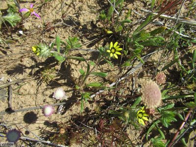 Gorteria personata, photographed by Chris Vynbos