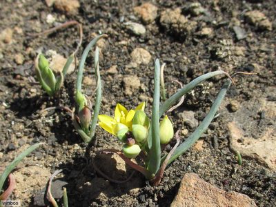 Eliokarmos rupestris, photographed by Chris Vynbos