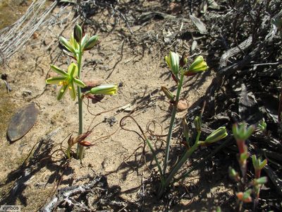 Coilonox suaveolens, photographed by Chris Vynbos