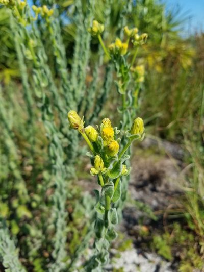 Chrysopsis highlandsensis, photographed by Scott Ward