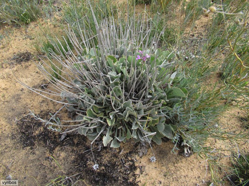 Arctotis adpressa, photographed by Chris Vynbos
