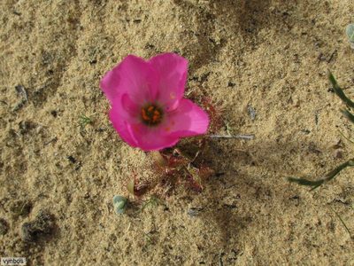 Drosera variegata, photographed by Chris Vynbos