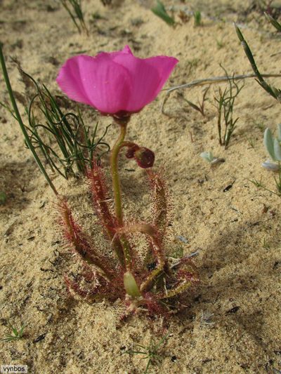 Drosera variegata, photographed by Chris Vynbos