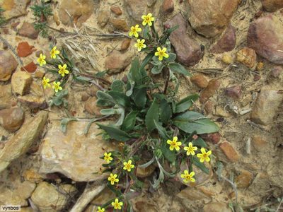 Zaluzianskya divaricata, photographed by Chris Vynbos