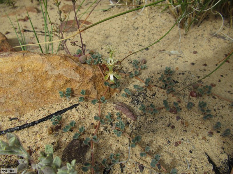 Seetzenia lanata, photographed by Chris Vynbos