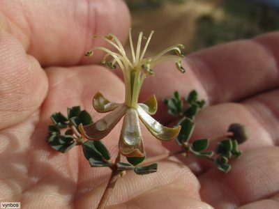 Seetzenia lanata, photographed by Chris Vynbos