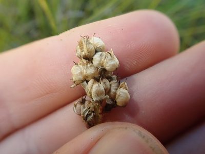 Triantha occidentalis, photographed by Nolan Exe