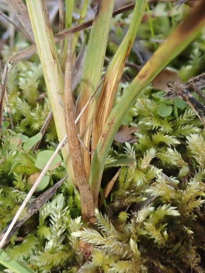 Juncus covillei, photographed by Nolan Exe