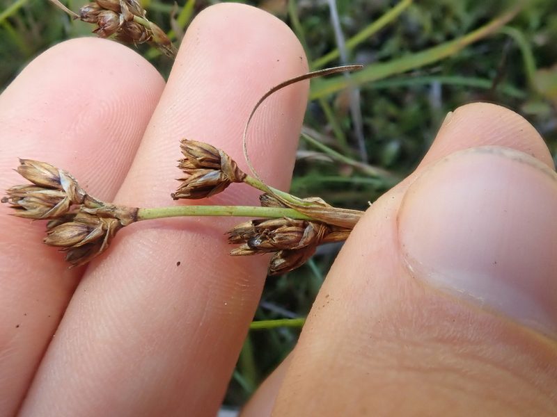 Juncus covillei, photographed by Nolan Exe