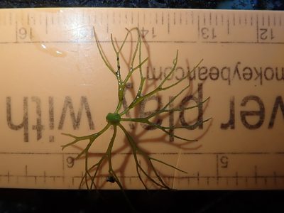 Ceratophyllum echinatum, photographed by Nolan Exe