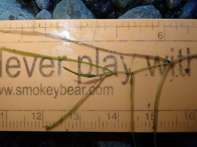Potamogeton foliosus, photographed by Nolan Exe