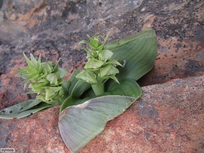 Whiteheadia bifolia, photographed by Chris Vynbos