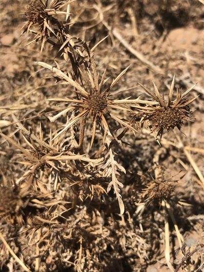 Eryngium aristulatum, photographed by Sula Vanderplank
