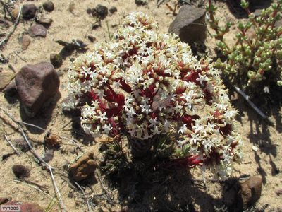 Crassula alpestris, photographed by Chris Vynbos