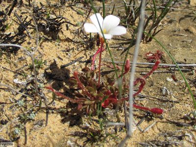 Oxalis amblyosepala, photographed by Chris Vynbos