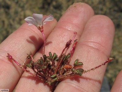 Oxalis amblyosepala, photographed by Chris Vynbos