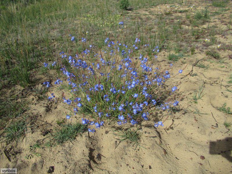 Heliophila macowaniana, photographed by Chris Vynbos