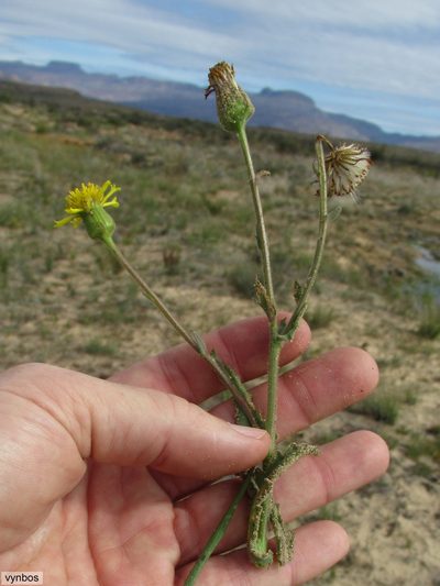Senecio erosus, photographed by Chris Vynbos