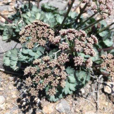 Cymopterus gilmanii, photographed by Matt Berger