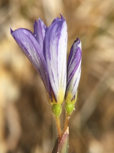 Sisyrinchium funereum, photographed by Matt Berger